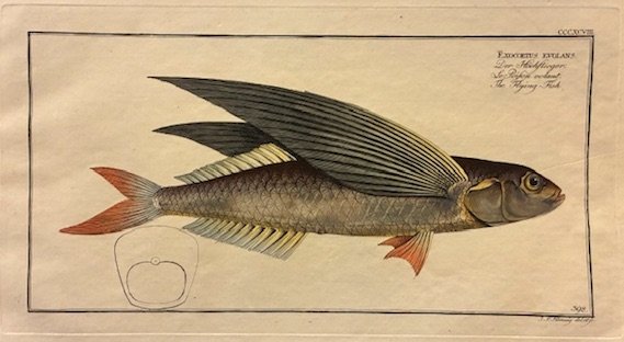 Exocoetus evolans. Der Hochflieger. Le Posion volant. The Flying-Fish