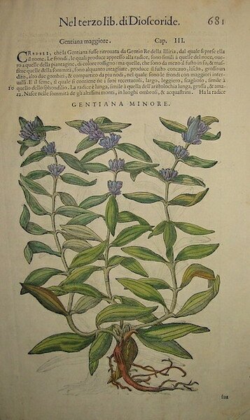 Gentiana minore