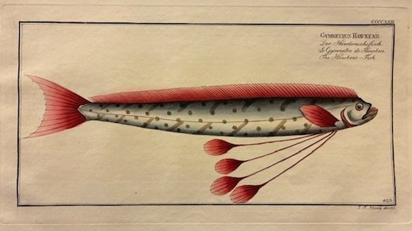 Gymnetrus Hawkenii. Der Hawkensche fisch. Le Gymnetre de Hawken. The …