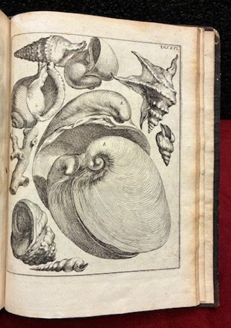 La vana speculazione disingannata dal senso. Lettera risponsiva circa i …