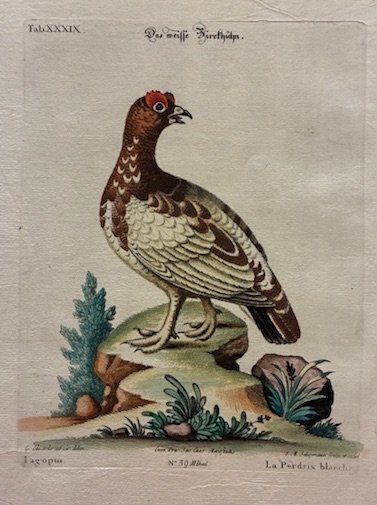 Lagopus - La Perdrix blanche