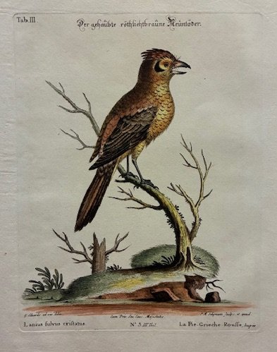 Lanius fulvus cristatus - La Pie-Grieche-Rousse