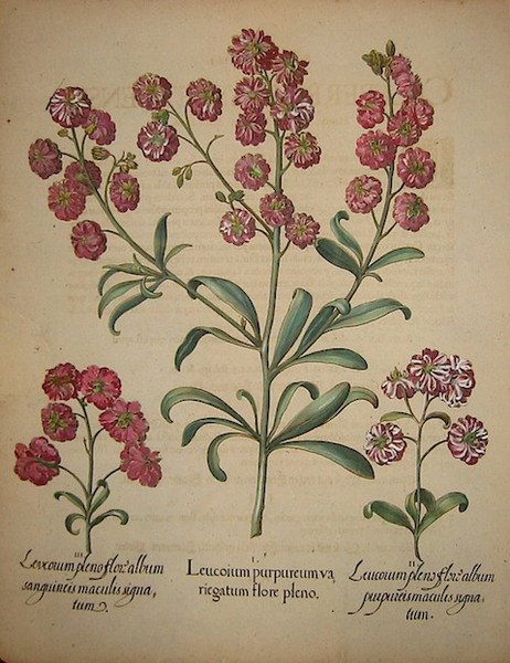 Leucoium purpureum variegatum flore pleno.