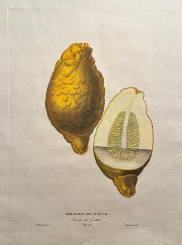 Limonier de Gaete - Limone di Gaeta