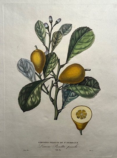 Limonier perette de St. Domingue - Limone Peretta piccola