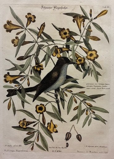 Muscicapa nigrescens - Preneur de mouches noir