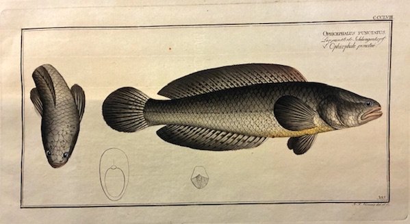 Ophicephalus punctatus. Der punktirte Schlangenkopf. L’ophicephale ponctué