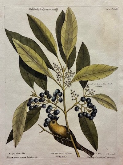 Parus americanus lutescens - Mesange brune de l’Amerique