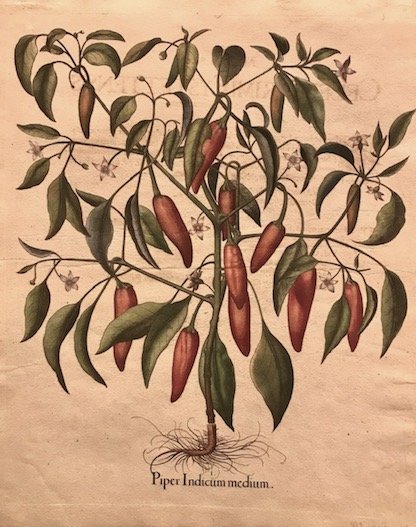 Piper Indicum medium