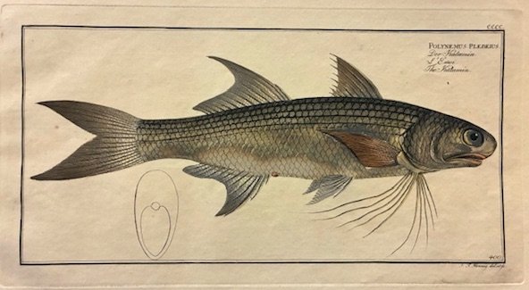 Polynemus Plebeius. Der Kalamin. L’Emoi. The Kalamin