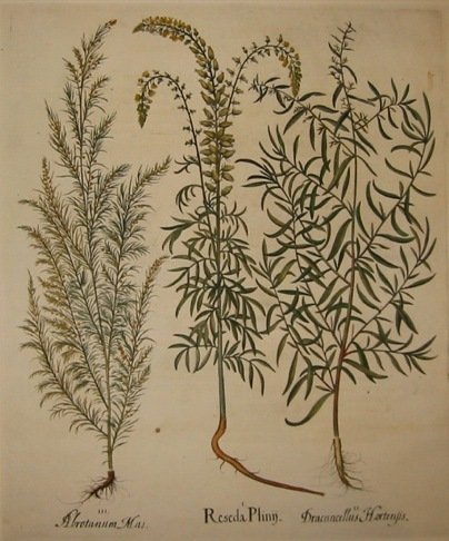 Reseda Plinij.