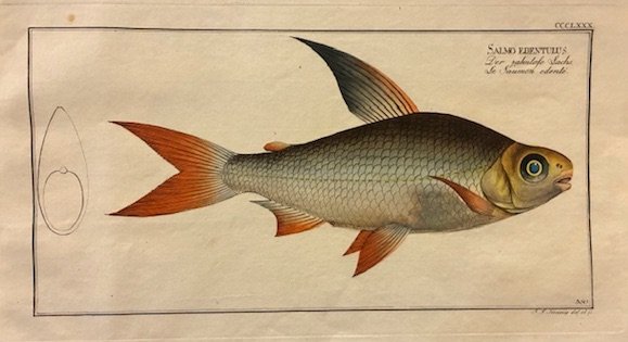 Salmo edentulus. Der zahnlose Sachs. Le Saumon edenté