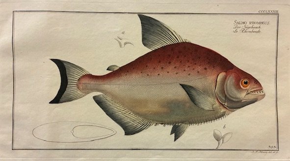 Salmo rhombeus. Der Sagebauch. Le Rhomboide