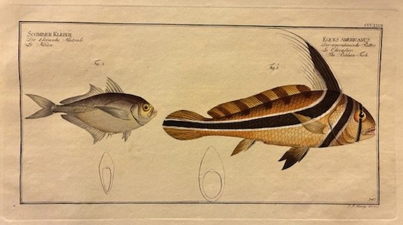 Scomber Kleinii - Eques americanus