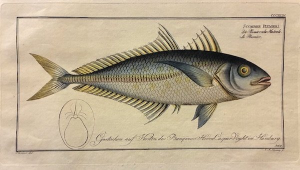 Scomber Plumieri. Die Plumiersche Makrele. Le Plumier