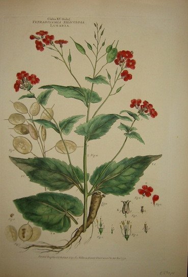 Tetradinamia Siliculosa. Lunaria