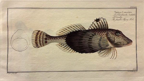 Trigla Carolina. Der Carolinsche Seehahn. Le Carolin. The smaller Flying-Fish