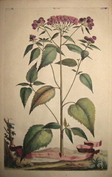 Valeriana Folio Scrophulariae