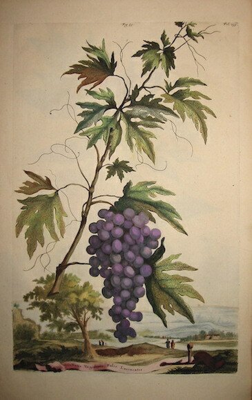 Vitis Virginiana Folis Laciniatis