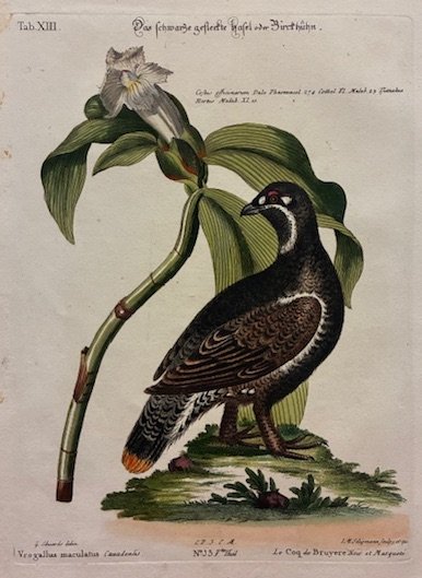 Vrogallus maculatus Canadiensis - Le Coq de Bruyere noir et …