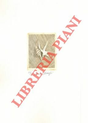 Aporrhais pespelecani.