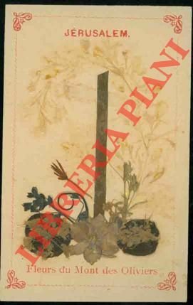 Fleurs du Mont des Oliviers. Jerusalem.