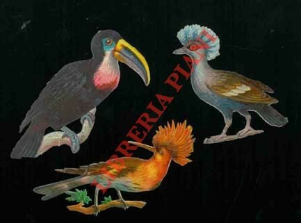 Uccelli.