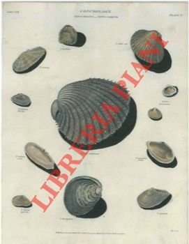 Conchiglie. Cardium e telline.