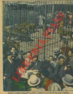 Cento leoni in vendita all'asta pubblica, a Napoli : il …