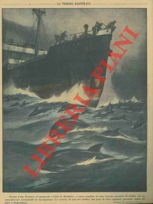 Presso Capo Passero, il piroscafo "Città di Brindisi" è stato assalito da una enorme quantità di delfini che ne ostacolavano seriamente la navigazione. La cattura di uno dei delfini, del peso di dieci quintali, persuase infine gli altri a disperdersi.