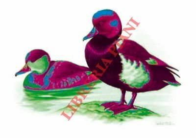 Fistione turco (Netta rufina).