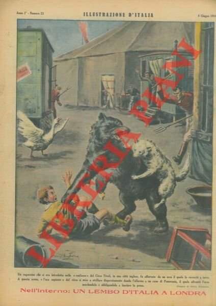 Un ragazzino che si era introdotto nelle “coulisses” del Circo Tivoli, in una città inglese, fu afferrato da un orso il quale lo rovesciò a terra. A questa scena, “l'oca sapiente” del circo si mise a strillare disperatamente dando l'allarme a un cane di Pomerania, il quale affrontò l'orso mordendolo e obbligandolo a lasciare la presa.