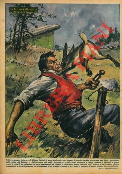 Nella campagna intorno ad Albona (Istria) si stava svolgendo una battuta di caccia quando d'un tratto una lepre, spaventata dalle grida dei battitori andava a sbattere contro il volto di un contadino. Il corpo della bestia, lanciato alla velocità di un proiettile, faceva stramazzare a terra il poveretto. .