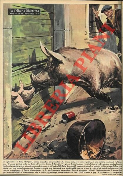 Un agricoltore di Rota (Bergamo) aveva acquistato sei porcellini, che erano nati, poco tempo prima, in una lontana cascina di Val Imagna e li aveva portati nella sua baita. Tre giorni dopo l'acquisto i contadini sorprendevano una scrofa che, con furibondi grugniti, urtava violentemente il muso contro l'uscio.Si trattava della scrofa madre. .