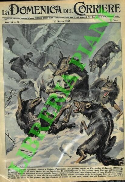 In Abruzzo un cane affronta cinque lupi per salvare i …