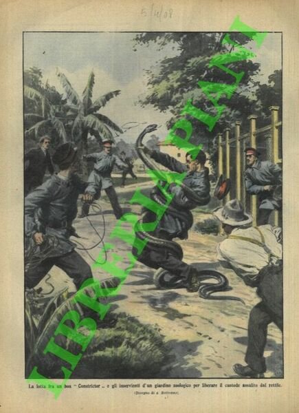 La lotta fra un boa 'constrictor' e gli inservienti di …