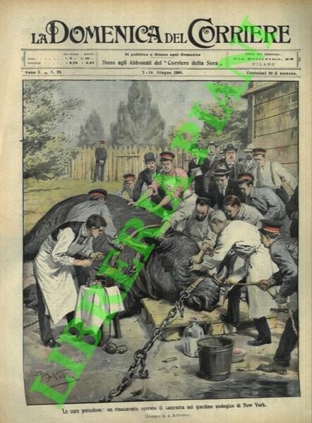 Rinoceronte operato di cateratta nel Giardino Zoologico di New York).