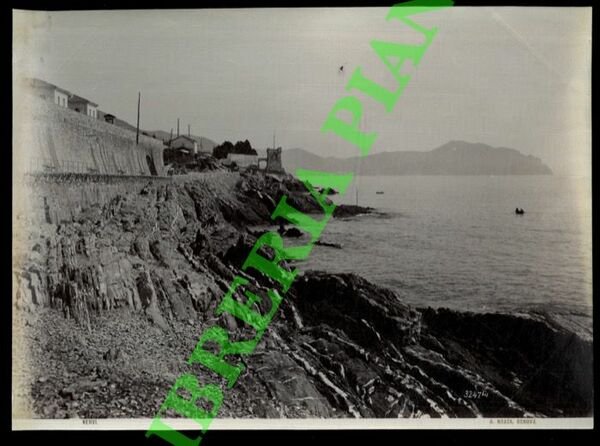 Nervi.