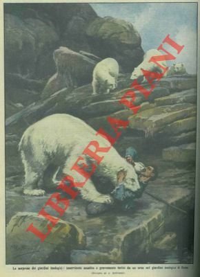 Orso bianco assale e ferisce gravemente un inserviente di un …