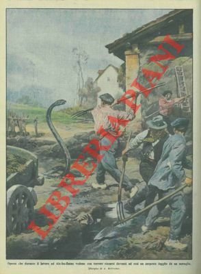 Serpente fuggito da un serraglio attacca operai al lavoro.