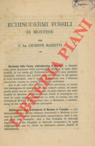 Echinodermi fossili di Montese.