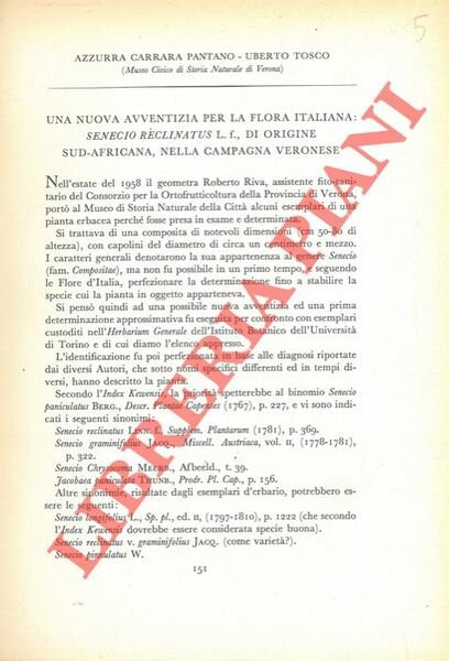 Una nuova avventizia per la flora italiana: Senecio reclinatus L.f. Di origine sud-africana, nella campagna veronese.
