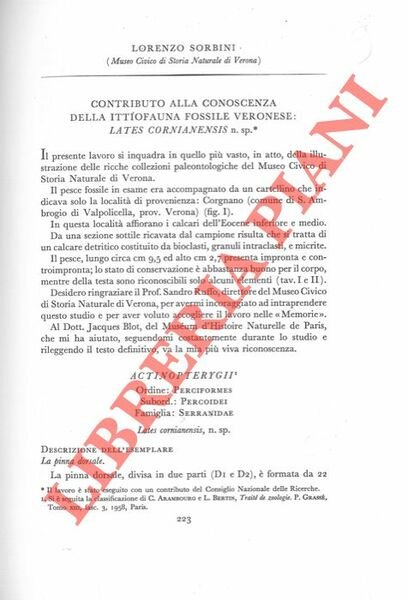 Contributo alla conoscenza della ittiofauna fossile veronese: Lates cornianensis n.sp. … | Immagine principale