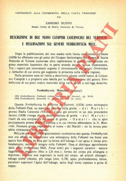 Descrizione di due nuovi Catopidi cavernicoli del Veronese e osservazioni … | Immagine principale
