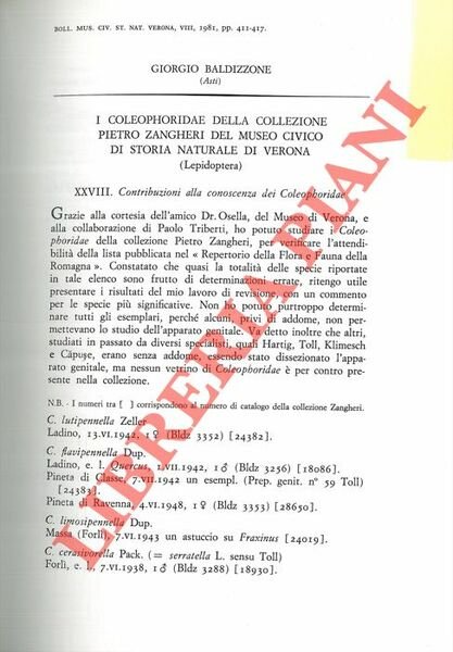 I Coleophoridae della Collezione Pietro Zangheri del Museo Civico di …