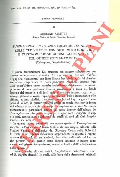 Eusphalerum (Pareusphalerum) settei n. sp delle Tre Venezie, con note morfologiche e tassonomiche su alcune altre specie del genere Eusphalerum Kr. (Coleoptera, Staphylinidae) .