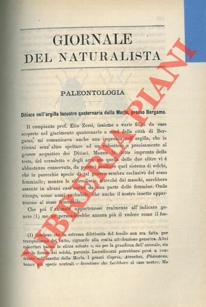 Ditisco nell'argilla lacustre quaternaria della Morla, presso Bergamo.