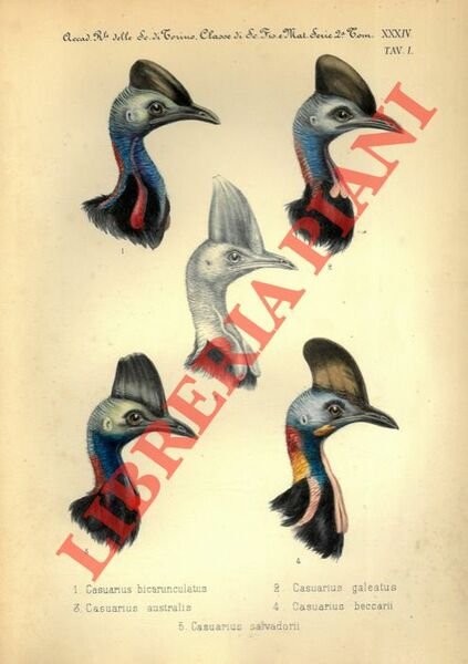 Monografìa del Gen. Casuarius, Briss.