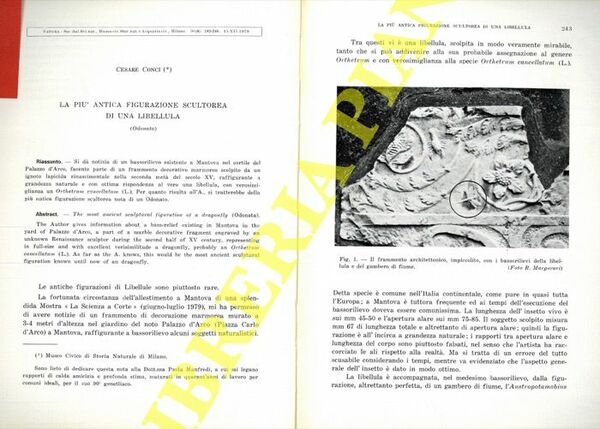 La più antica figurazione scultorea di una libellula (Odonata) .