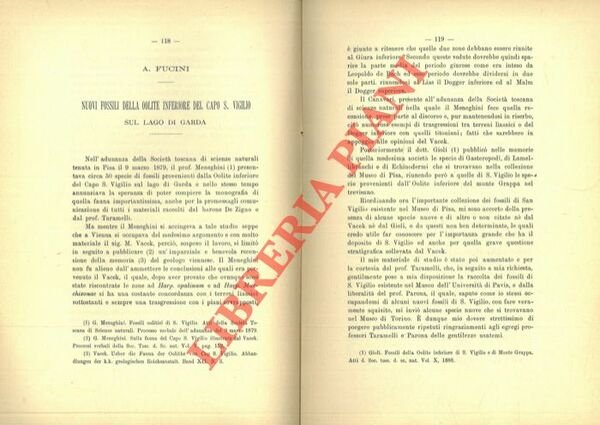 Nuovi fossili della Oolite inferiore del Capo S. Vigilio sul …